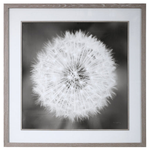 Uttermost Dandelion Seedhead Framed Print - SHINE MIRRORS AUSTRALIA