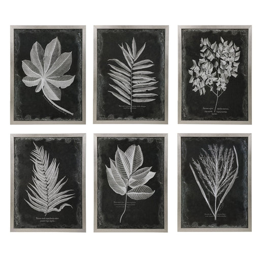 Uttermost Foliage Framed Prints, Set Of 6 - SHINE MIRRORS AUSTRALIA